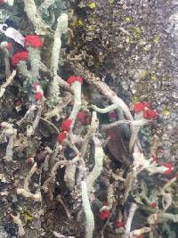 Cladonia macilenta image