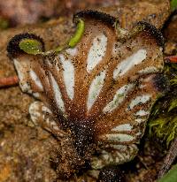 Peltigera venosa image