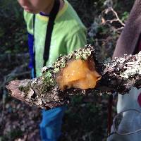 Tremella mesenterica image