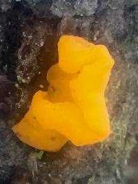 Tremella mesenterica image