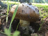 Amanita calyptroderma image