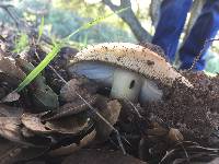 Amanita calyptroderma image