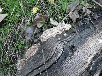 Trametes versicolor image