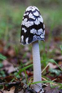 Coprinopsis picacea image