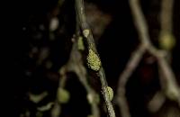 Ramalina farinacea image