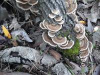 Trametes versicolor image