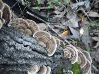 Trametes versicolor image