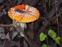 Amanita muscaria image