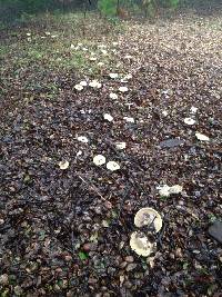 Amanita phalloides image