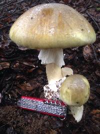 Amanita phalloides image