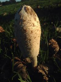 Coprinus comatus image
