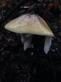 Amanita phalloides image