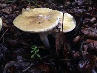 Amanita phalloides image