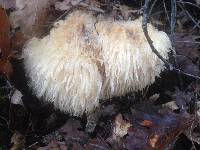 Hericium erinaceus image