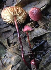 Marasmius plicatulus image