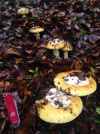 Amanita calyptroderma image