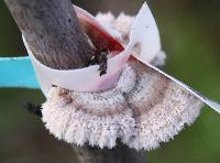 Schizophyllum commune image