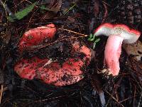 Russula sanguinaria image