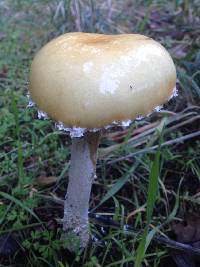 Stropharia ambigua image