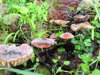 Marasmius plicatulus image