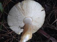 Amanita gemmata image