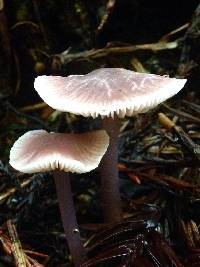 Mycena pura image