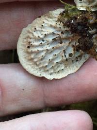 Peltigera neopolydactyla image