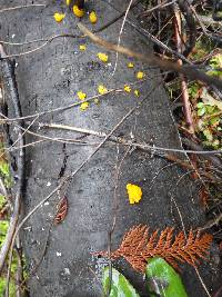 Tremella mesenterica image