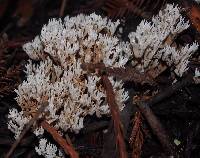 Clavulina coralloides image