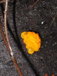 Tremella mesenterica image