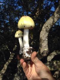 Amanita phalloides image