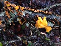 Tremella aurantia image