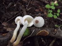 Leucocoprinus cepistipes image