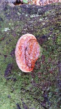 Ganoderma lucidum image