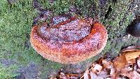 Ganoderma lucidum image