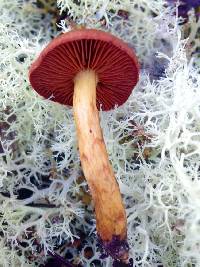 Cortinarius smithii image