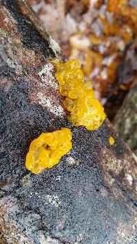 Tremella mesenterica image