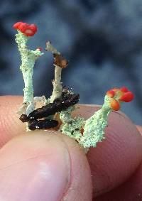 Cladonia macilenta image