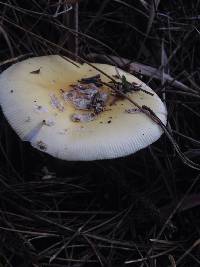 Amanita gemmata image