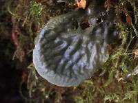 Peltigera neopolydactyla image