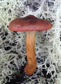 Cortinarius smithii image