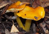 Hygrocybe chlorophana image