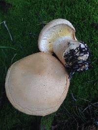 Leucopaxillus albissimus image