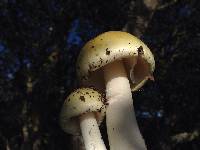 Amanita phalloides image