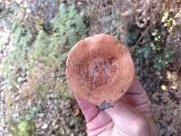 Lactarius xanthogalactus image