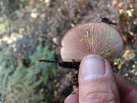 Lactarius xanthogalactus image