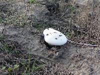 Agaricus campestris image