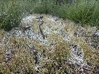 Image of Cladonia concinna