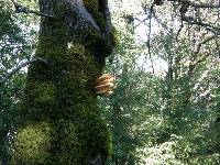 Laetiporus gilbertsonii image