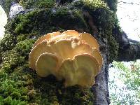 Laetiporus gilbertsonii image